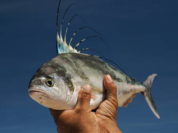 The Ultimate Guide to Roosterfish Fishing Charter in Los Sueños